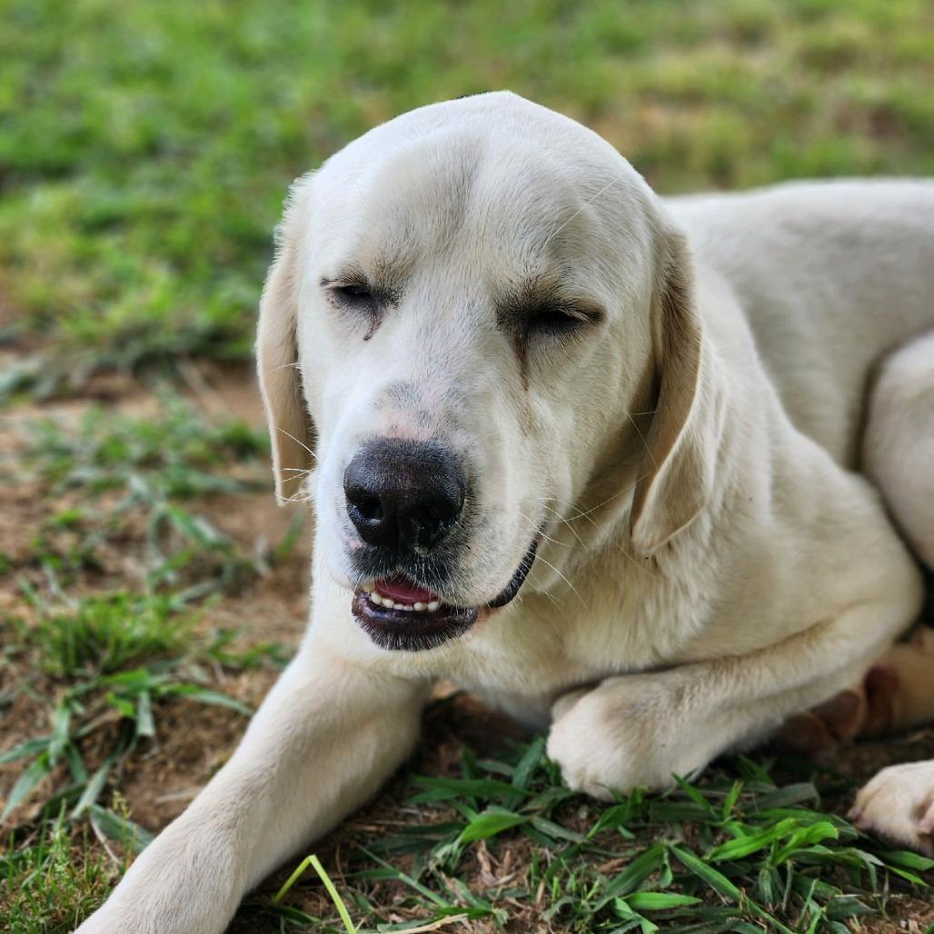 White Rain, a Adoptable Mixed Breed in Enfield, NH image 2/5