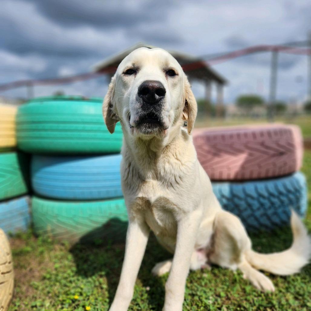 White Rain, a Adoptable Mixed Breed in Enfield, NH image 3/5