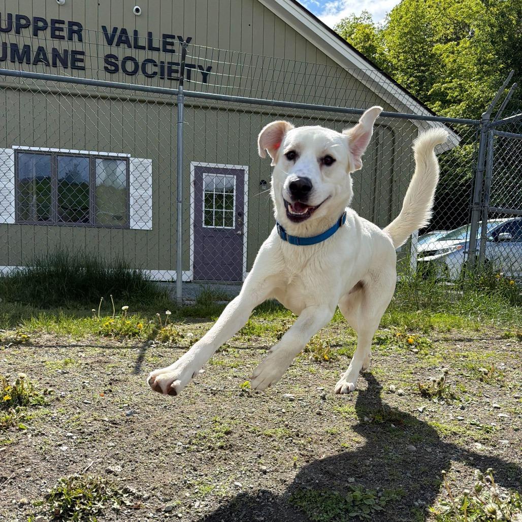 White Rain, a Adoptable Mixed Breed in Enfield, NH image 4/5