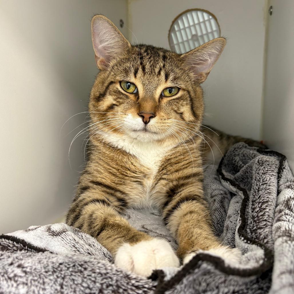 The Legend, Adoptable, Adult Male Domestic Short Hair.