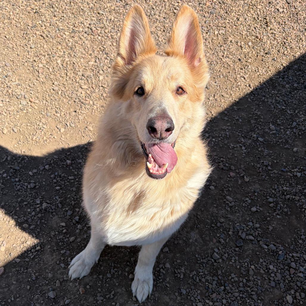 Ezo, Adoptable, Adult Male Collie & Shepherd.