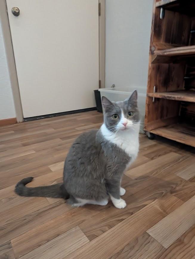 Enlarge Dahlia, a Adoptable Domestic Short Hair in Sonoita, AZ image 3/4