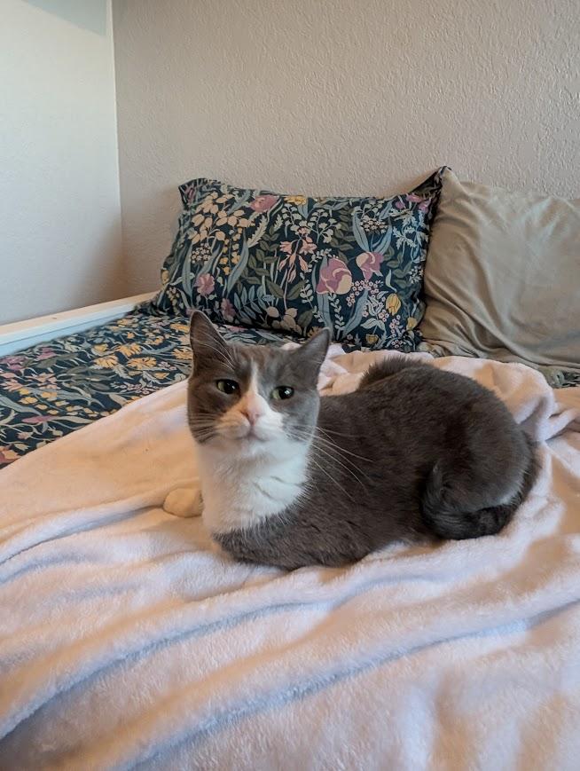 Enlarge Dahlia, a Adoptable Domestic Short Hair in Sonoita, AZ image 2/4