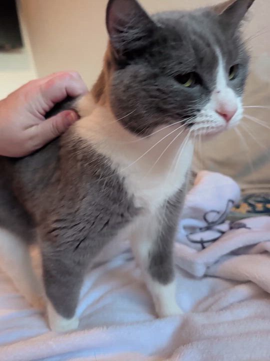 Enlarge Dahlia, a Adoptable Domestic Short Hair in Sonoita, AZ video 4/4