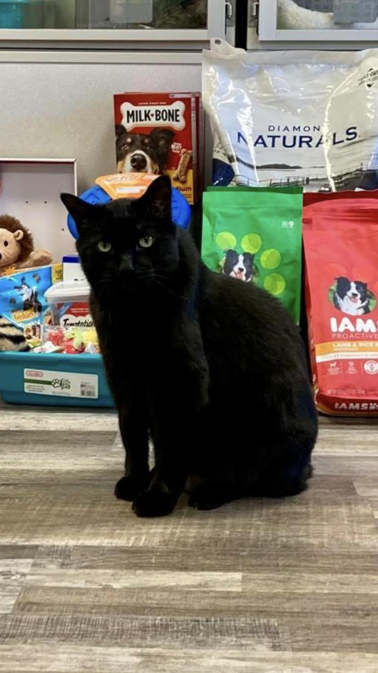 Lark, ADOPTABLE, Adult Male Domestic Short Hair.