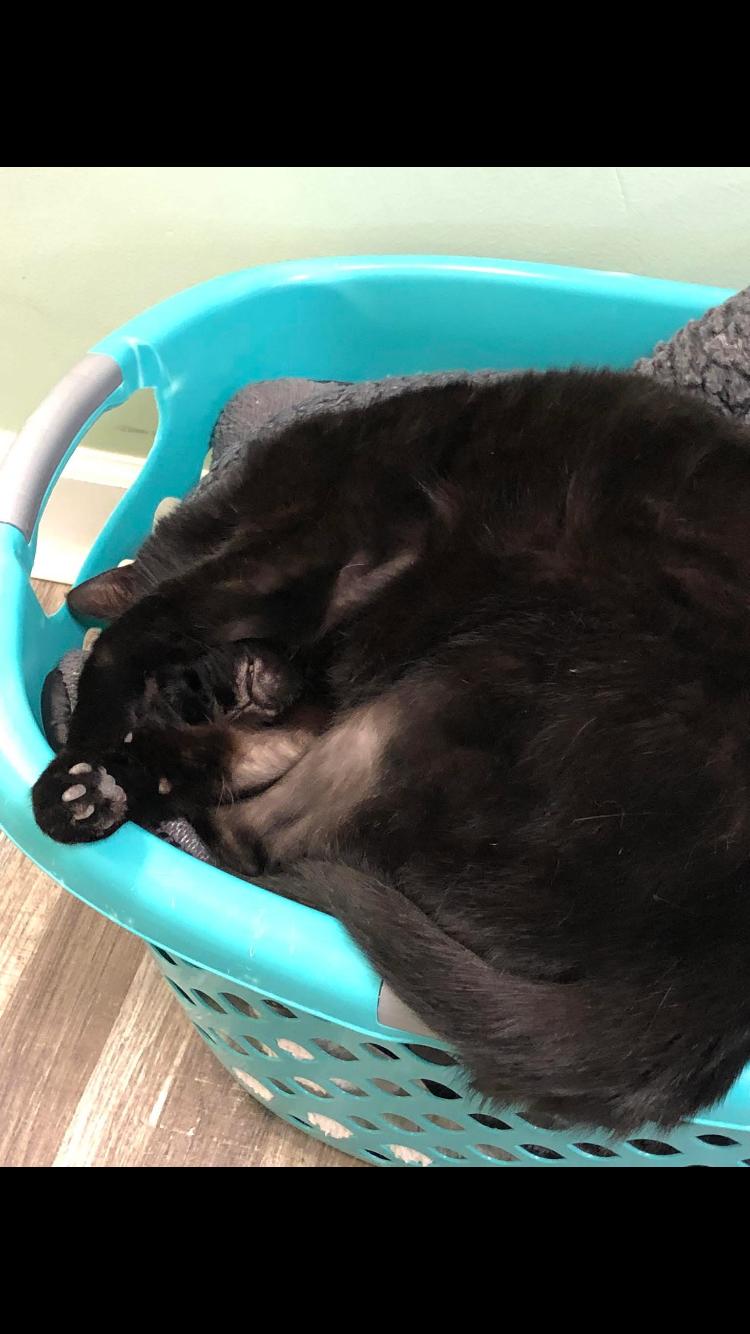 Enlarge Lark, a ADOPTABLE Domestic Short Hair in St. Ignace, MI image 2/2