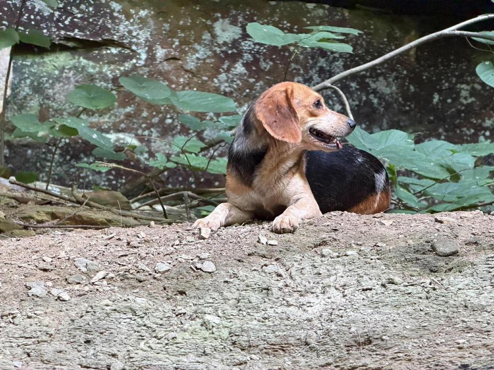 Enlarge Weslyn, a Adoptable Beagle in Irwin, PA image 1/2