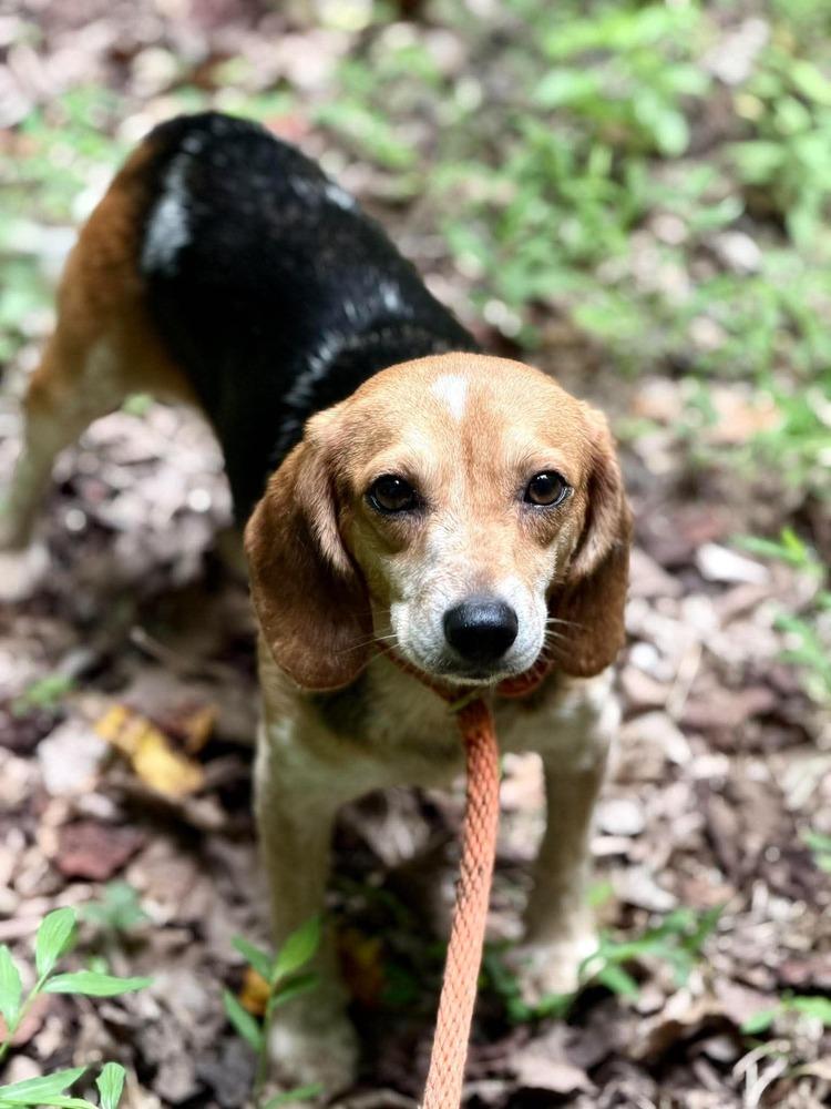 Enlarge Weslyn, a Adoptable Beagle in Irwin, PA image 2/2