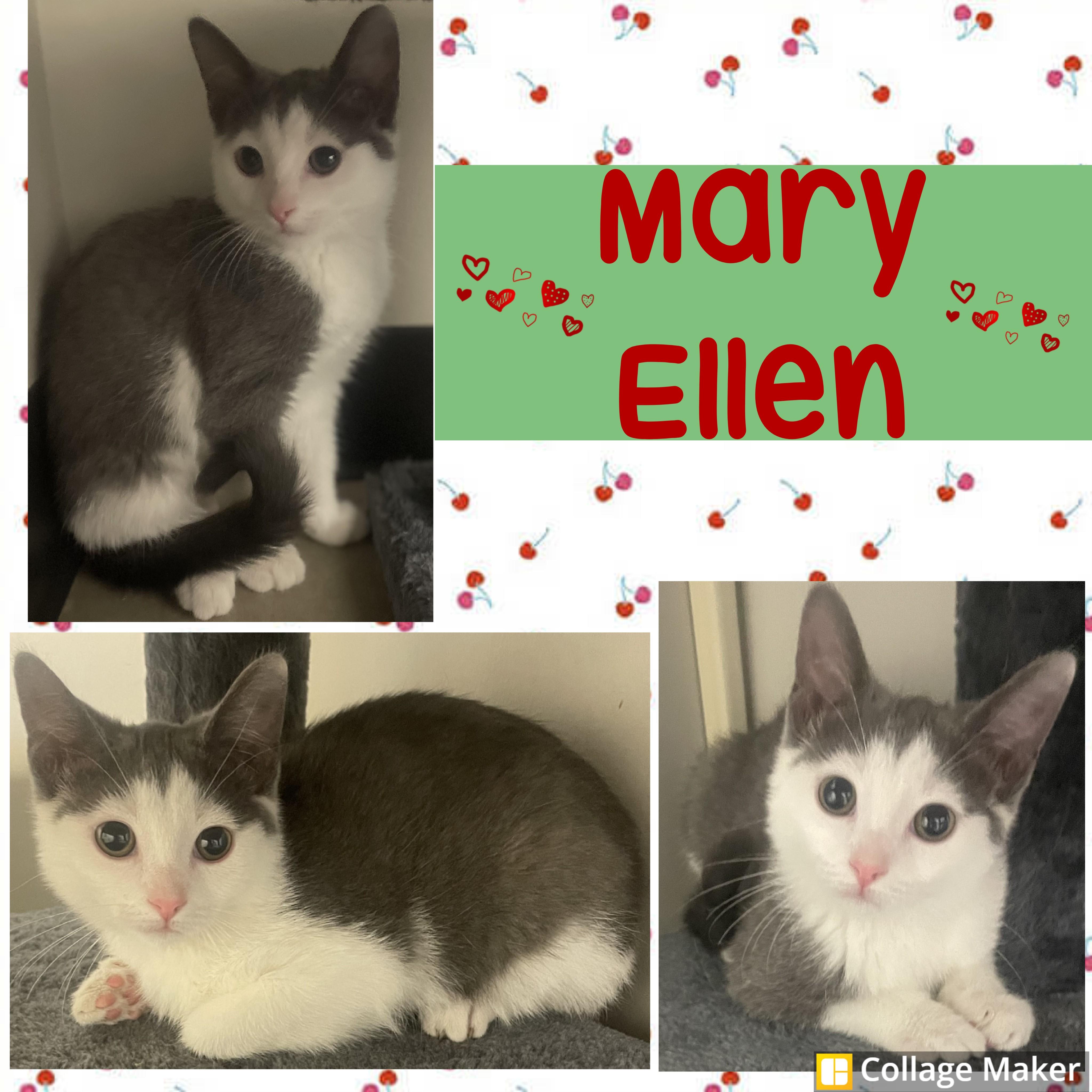 Enlarge Mary Ellen, a Adoptable mixed breed in Clearfield, PA image 1/1