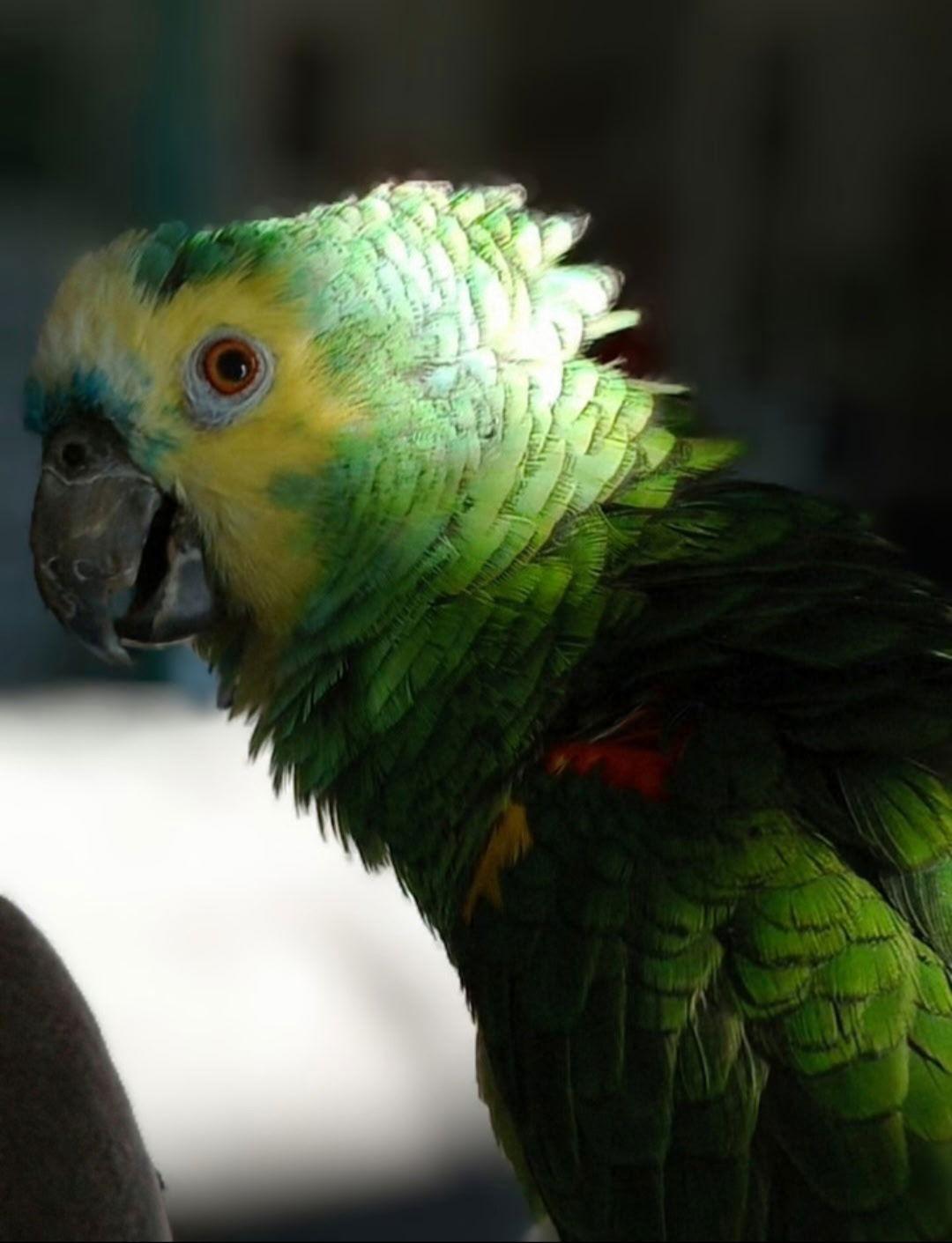 Hojo, Adoptable, Adult Female Amazon.