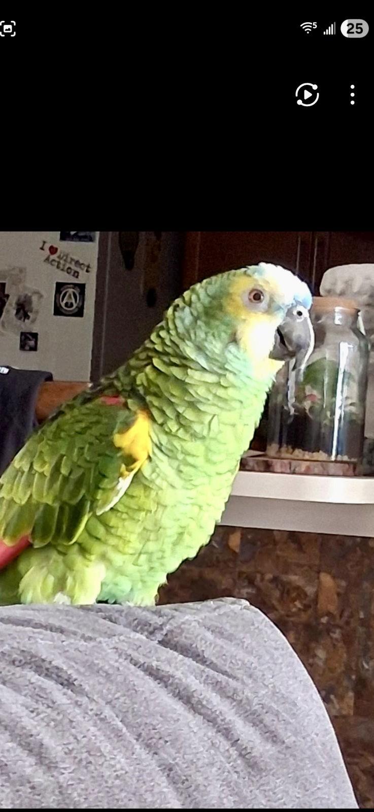 Enlarge Hojo, a Adoptable Amazon in Belford, NJ image 2/3