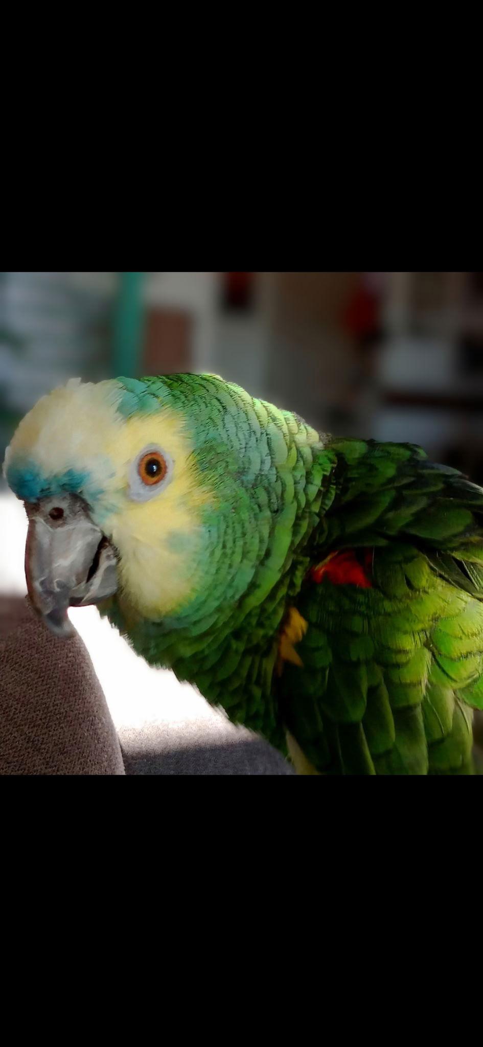 Enlarge Hojo, a Adoptable Amazon in Belford, NJ image 3/3