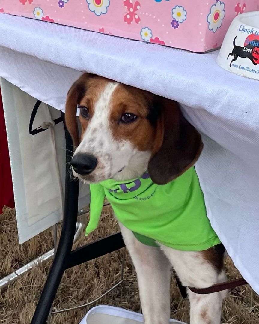 Harris, Adoptable, Adult Male Foxhound & Greyhound.