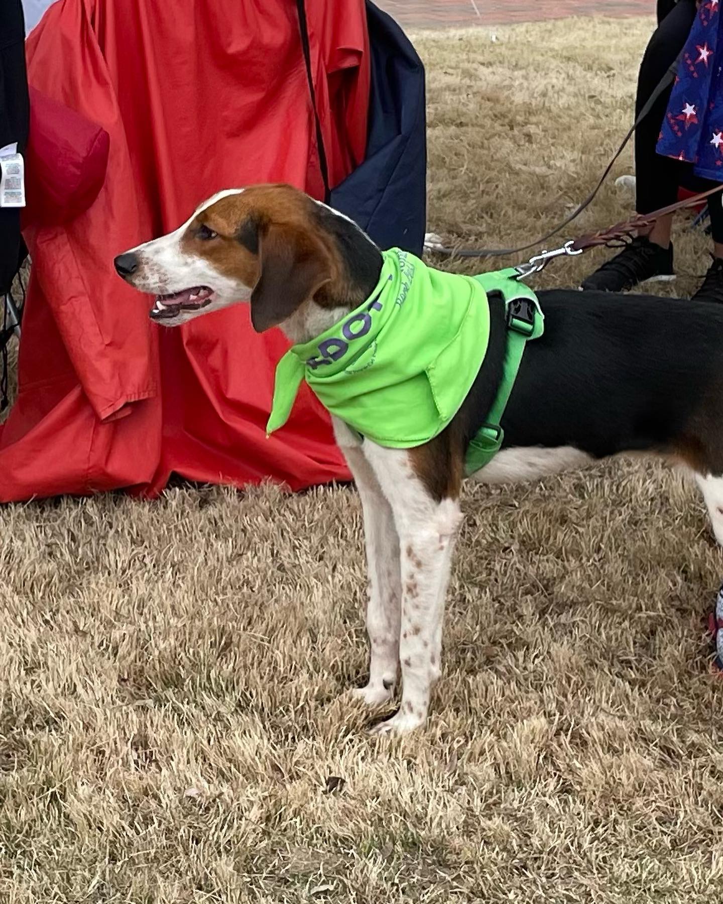 Harris, a Adoptable mixed breed in Raleigh, NC image 4/6