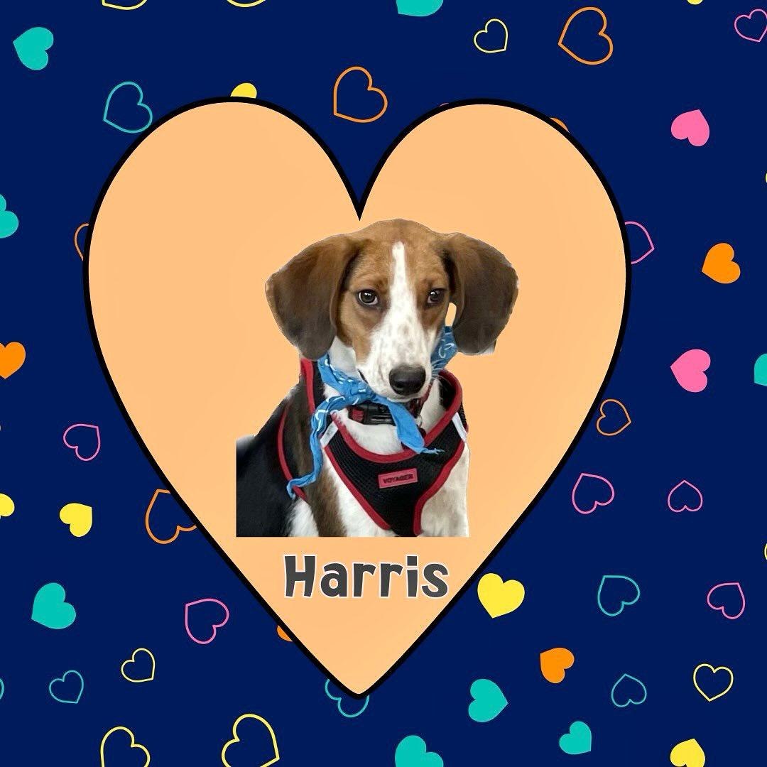 Harris, a Adoptable mixed breed in Raleigh, NC image 2/6
