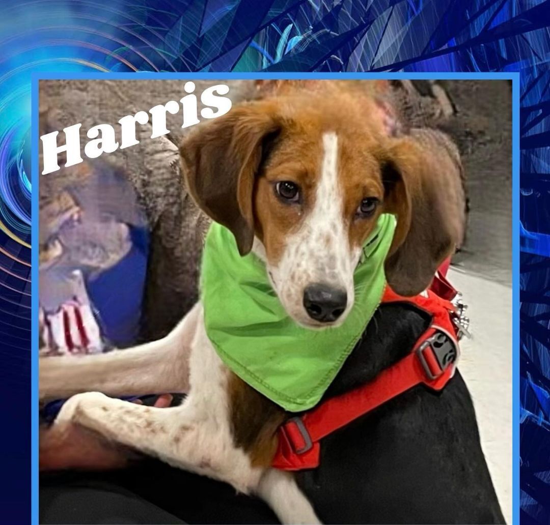 Harris, a Adoptable mixed breed in Raleigh, NC image 3/6