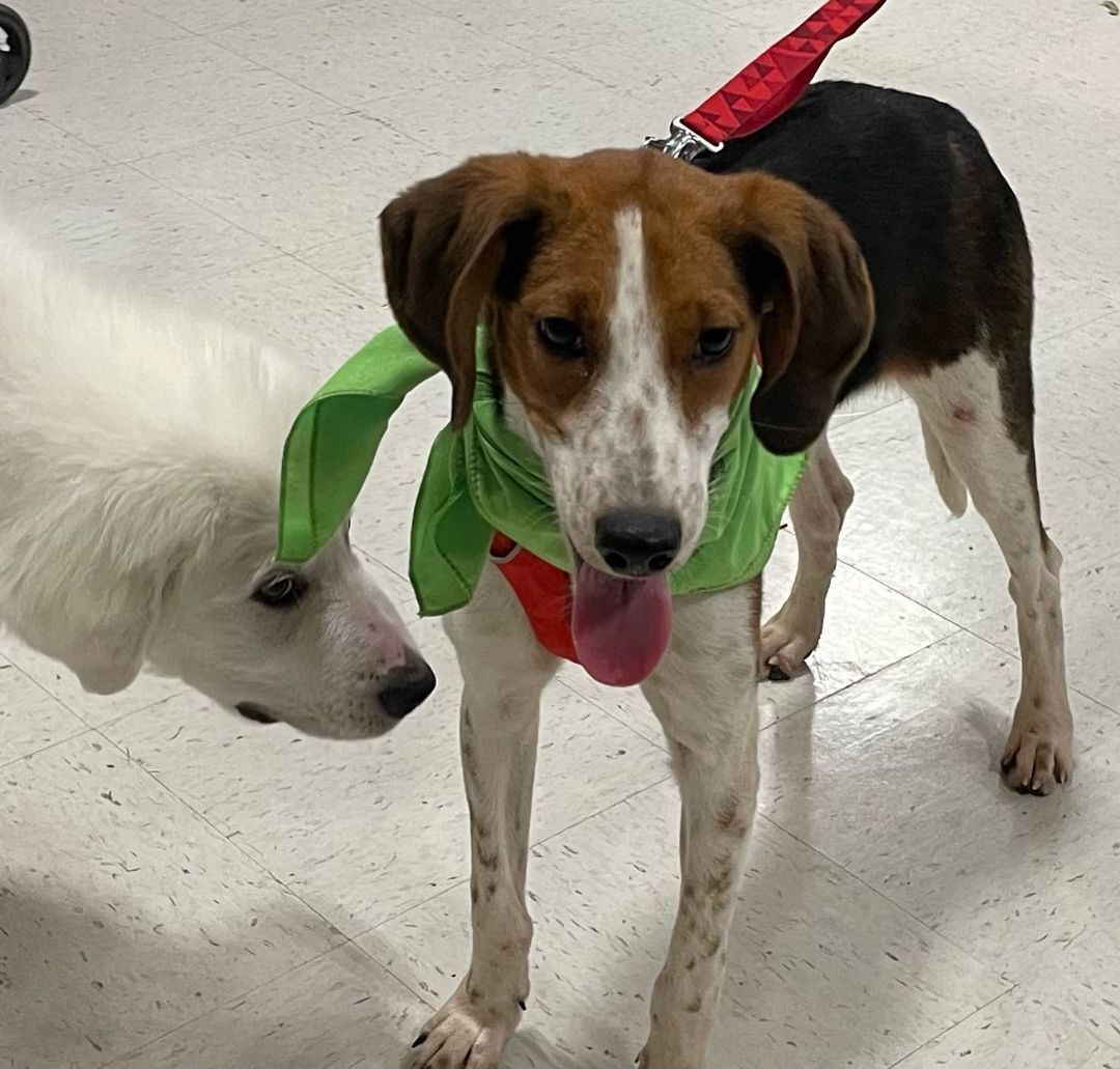 Harris, a Adoptable mixed breed in Raleigh, NC image 6/6