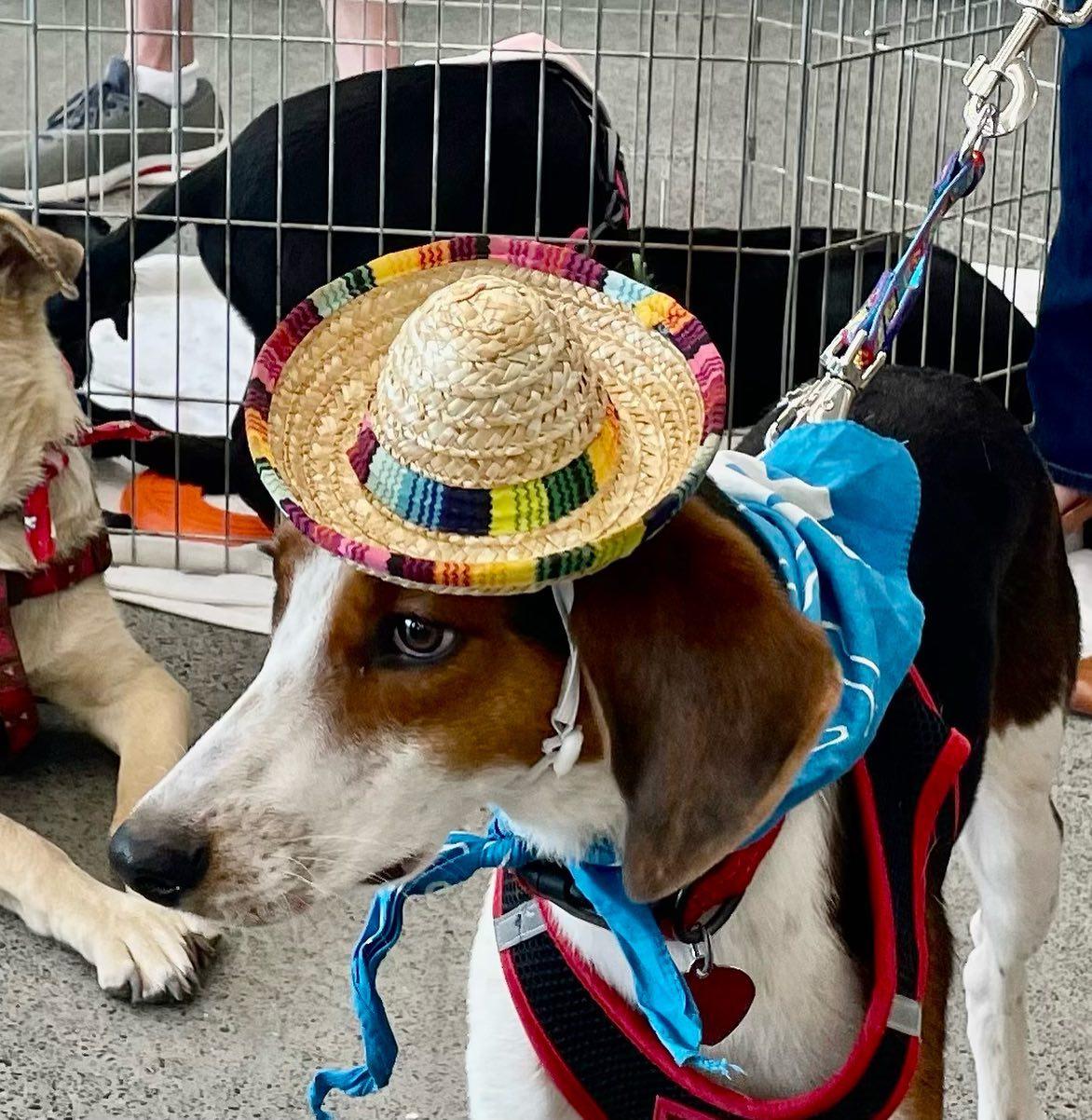 Harris, Adoptable, Adult Male Foxhound & Greyhound.