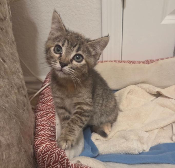Enlarge Kenzie, an adopted Domestic Short Hair in Anna, TX image 1/1