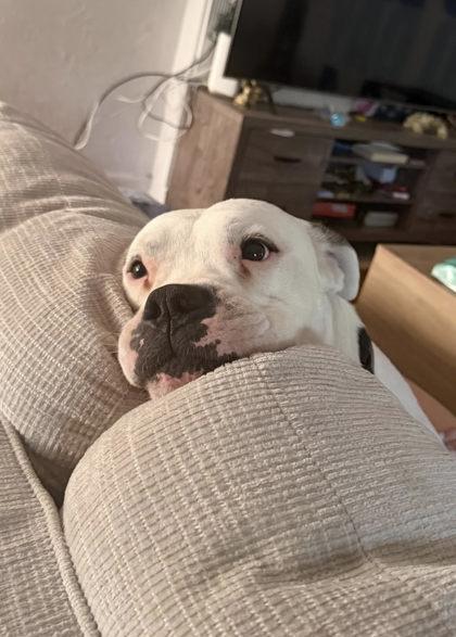 Enlarge Corbin, a Adoptable mixed breed in Gainesville, FL image 1/3