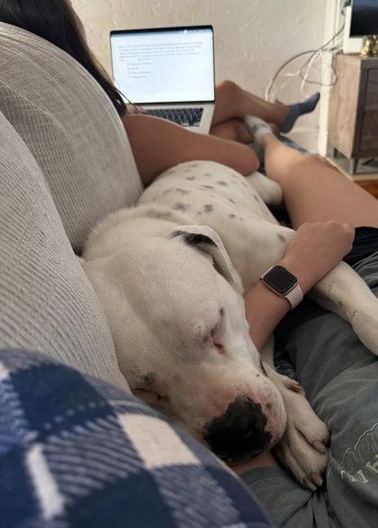 Enlarge Corbin, a Adoptable mixed breed in Gainesville, FL image 2/3