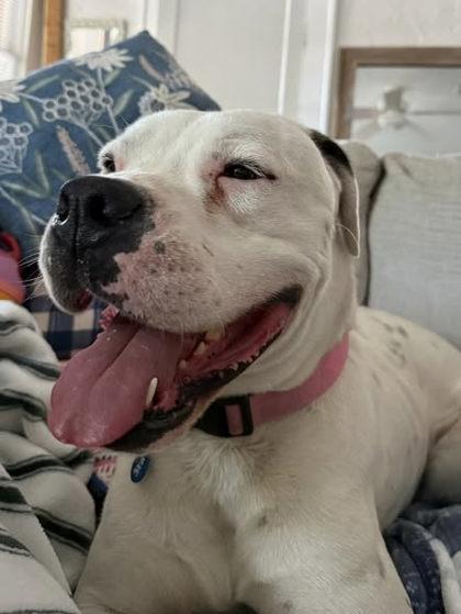 Enlarge Corbin, a Adoptable mixed breed in Gainesville, FL image 3/3