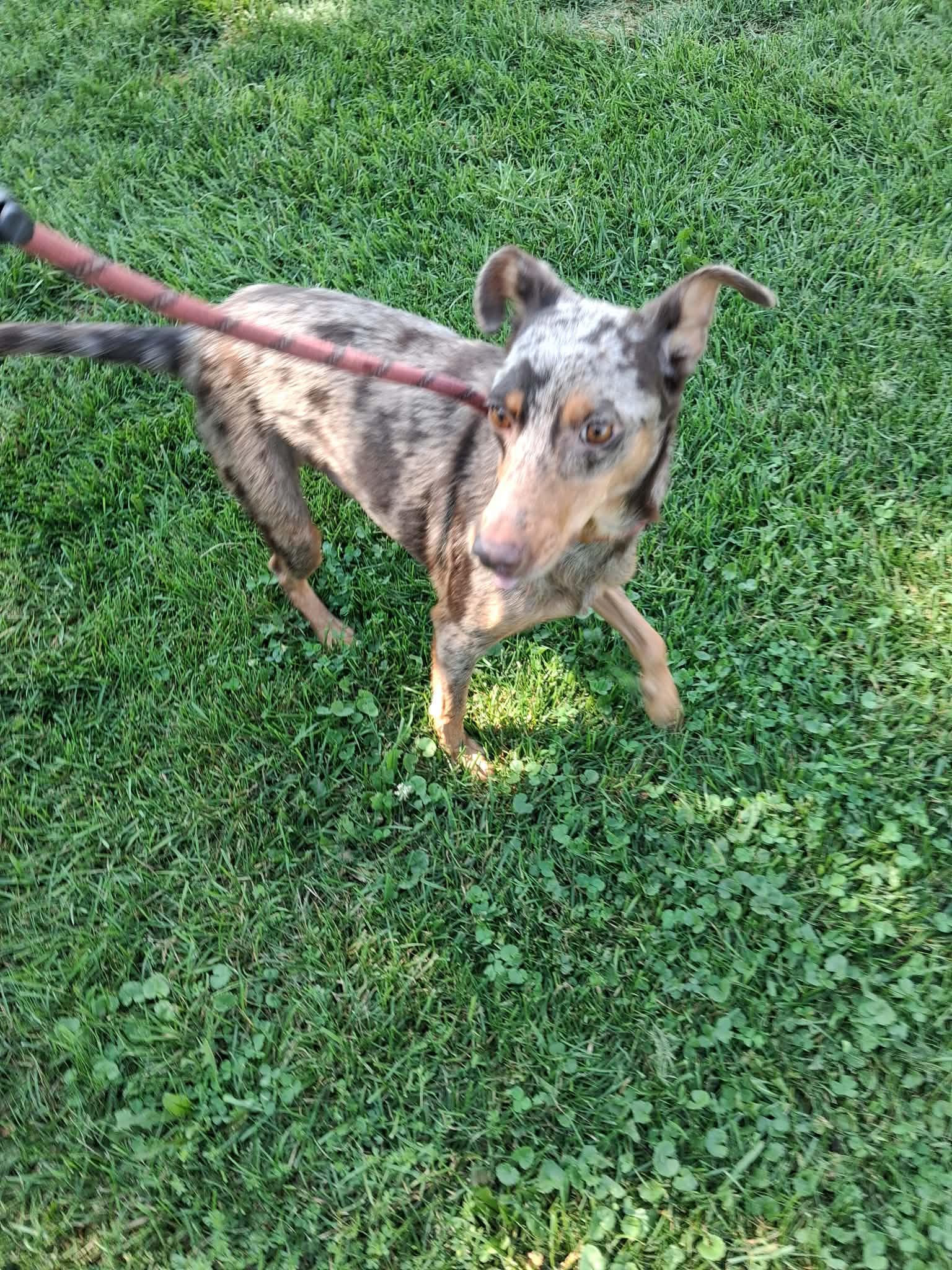 Bruno, adopted, Young Male Mixed Breed.