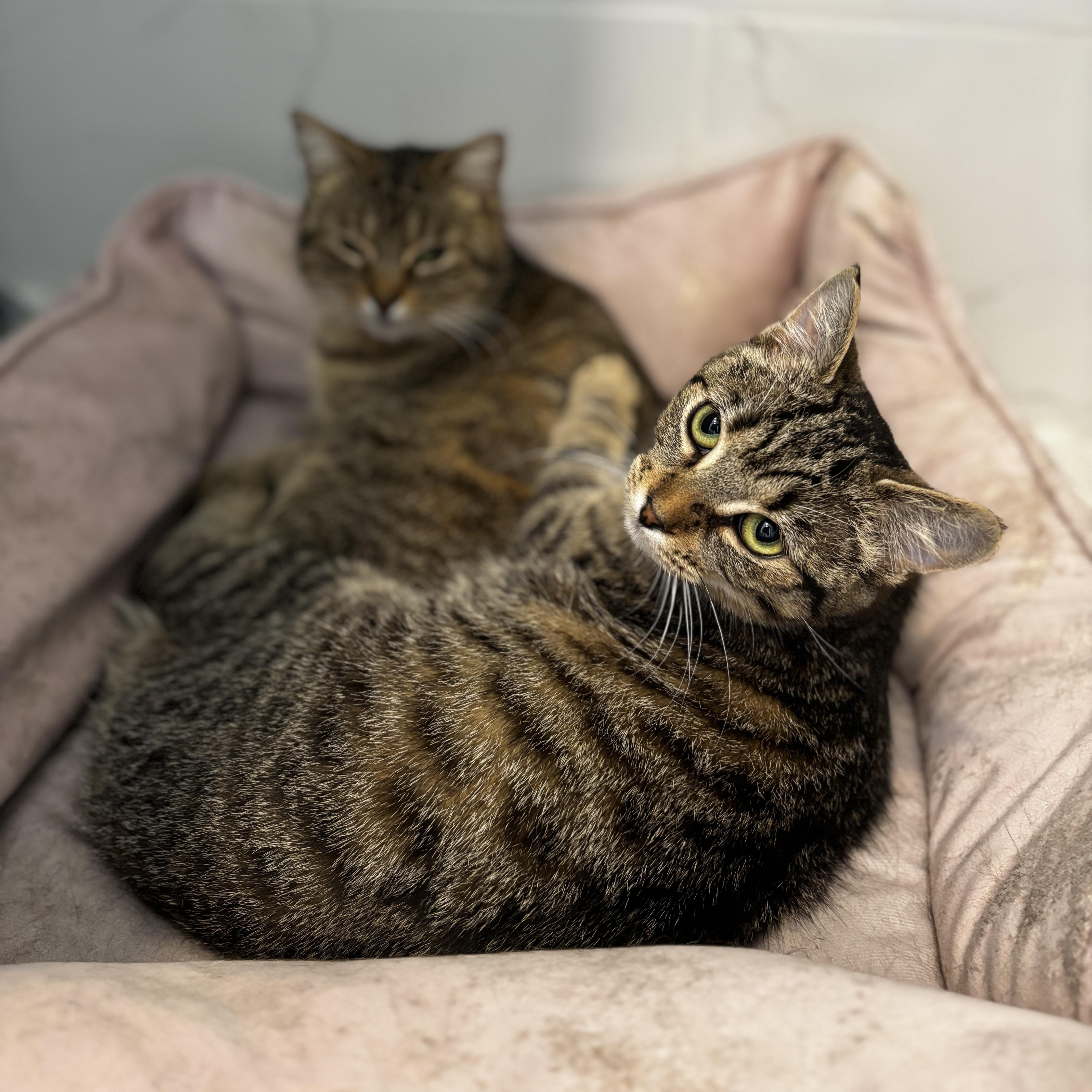 Enlarge BIJOU, a ADOPTABLE Tabby in Shakespeare, ON image 2/5