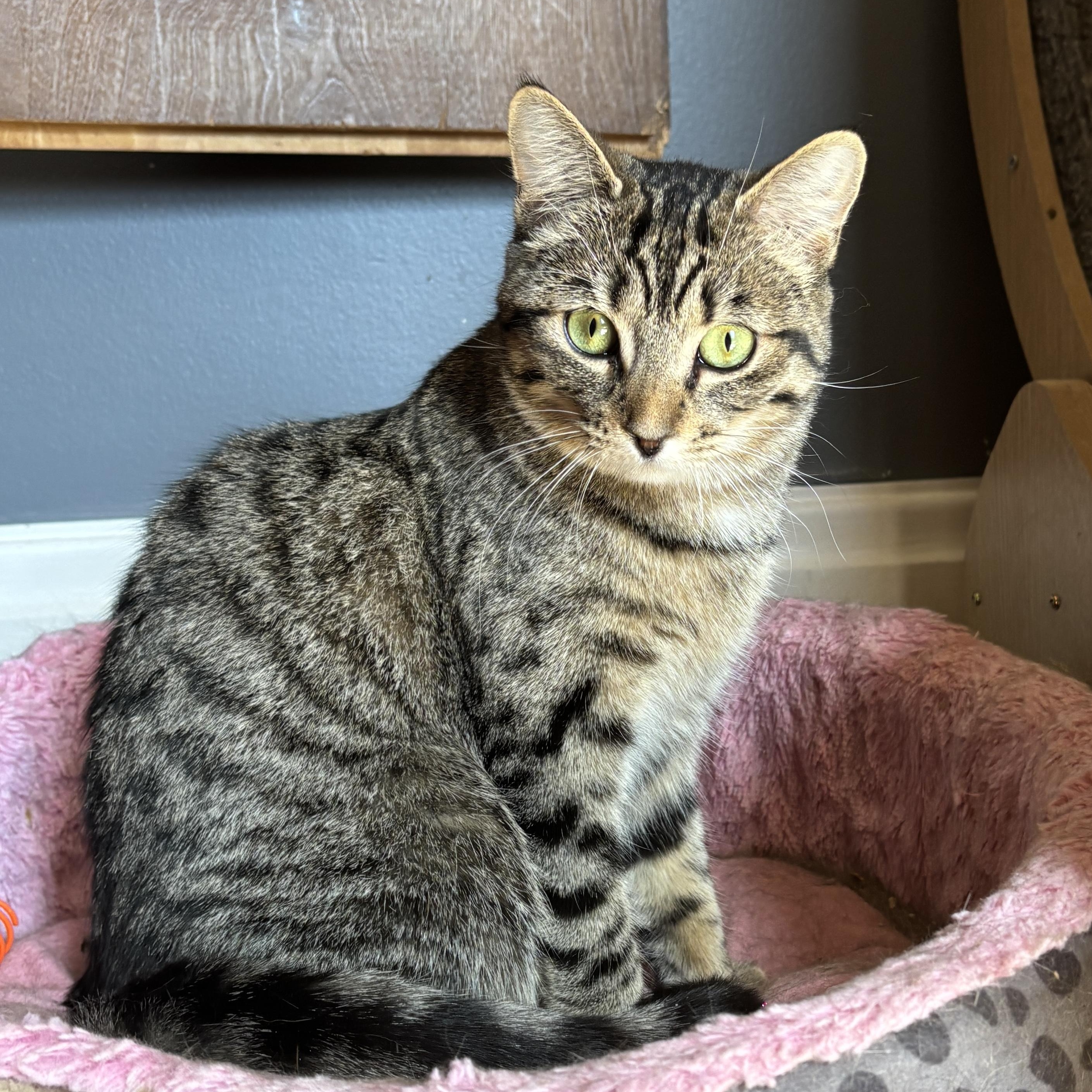 Enlarge BIJOU, a ADOPTABLE Tabby in Shakespeare, ON image 4/5
