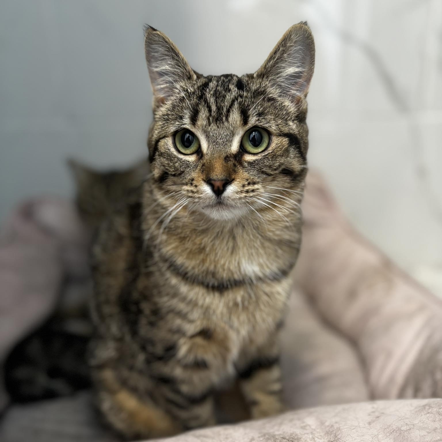 Enlarge BIJOU, a ADOPTABLE Tabby in Shakespeare, ON image 1/5