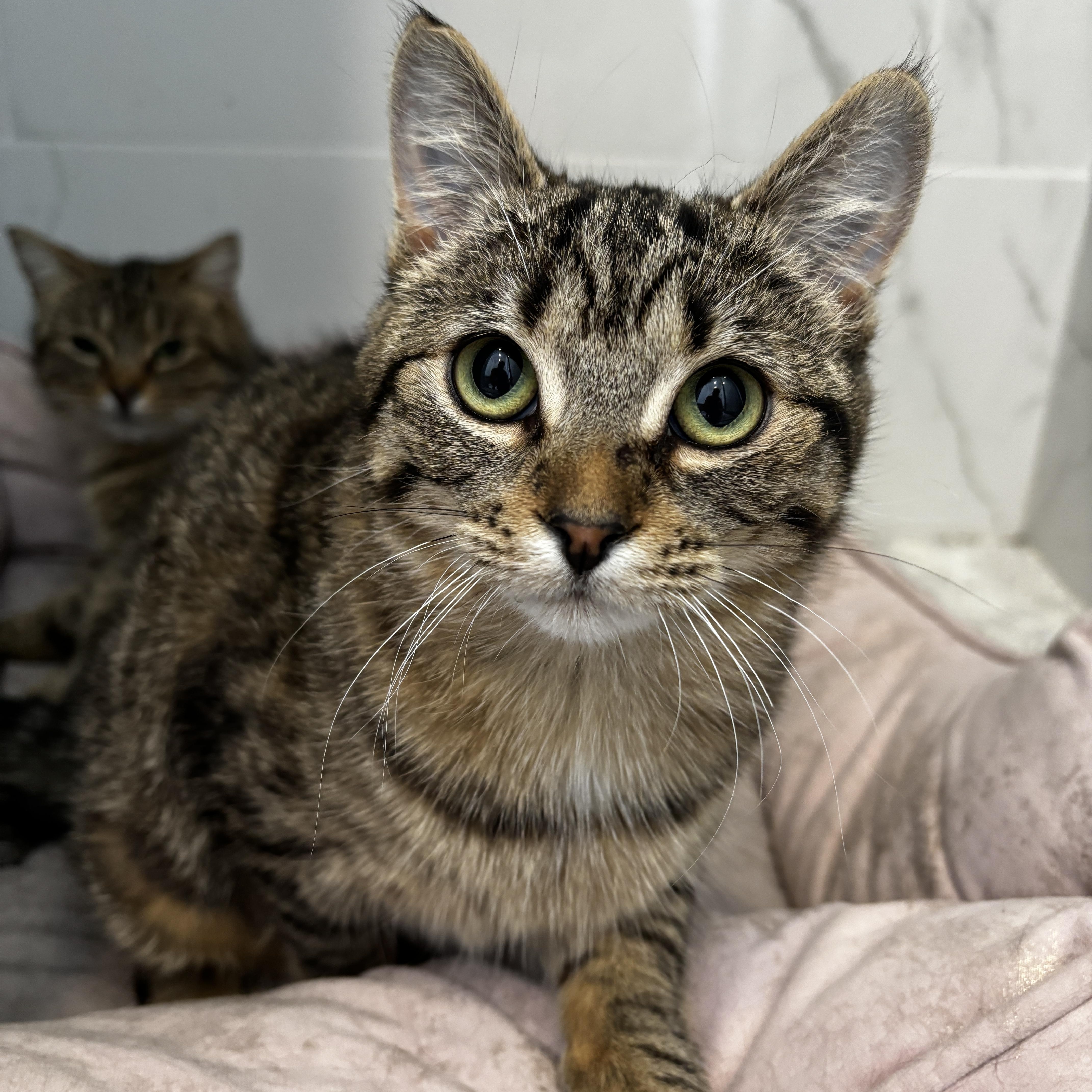 Enlarge BIJOU, a ADOPTABLE Tabby in Shakespeare, ON image 3/5
