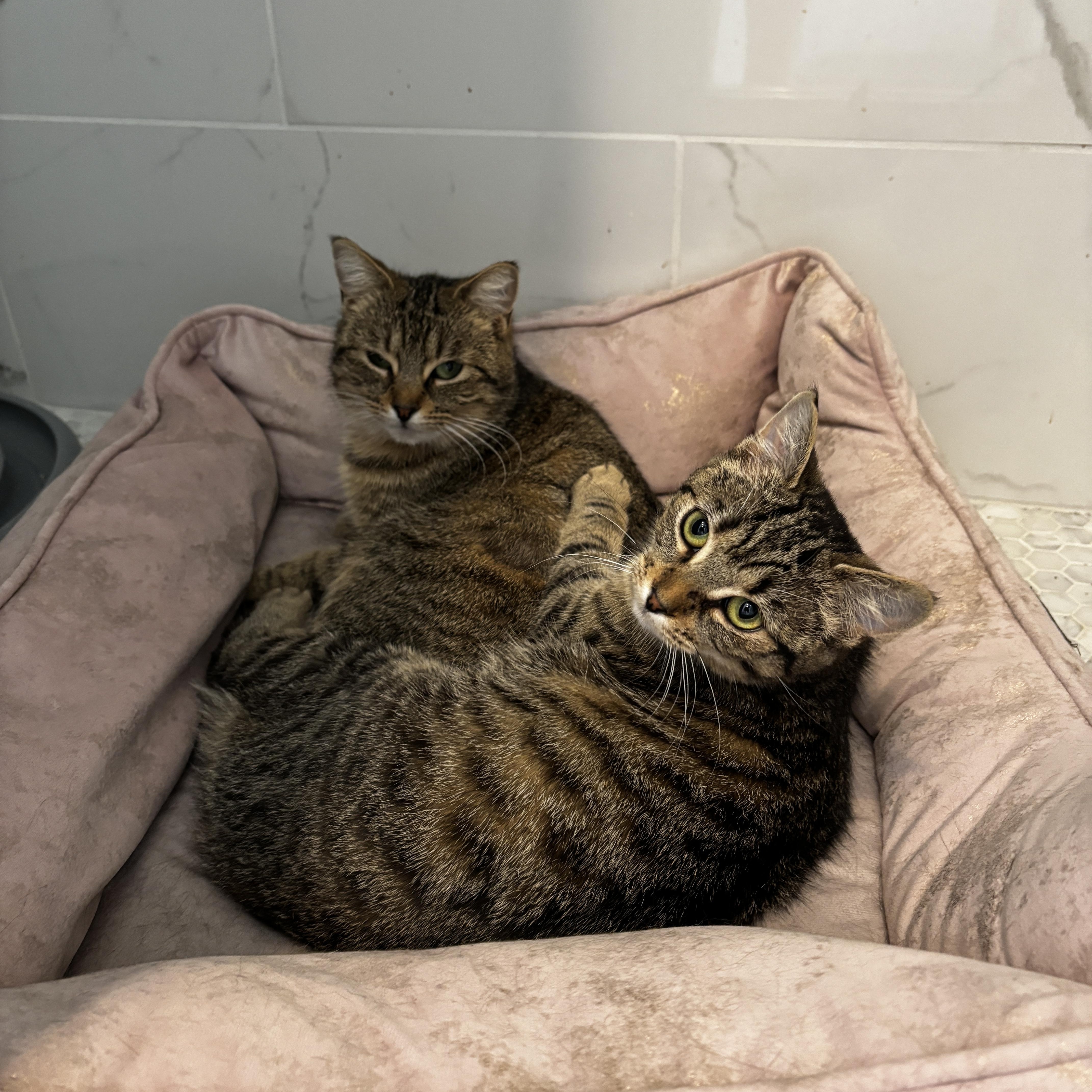 Enlarge BIJOU, a ADOPTABLE Tabby in Shakespeare, ON image 5/5