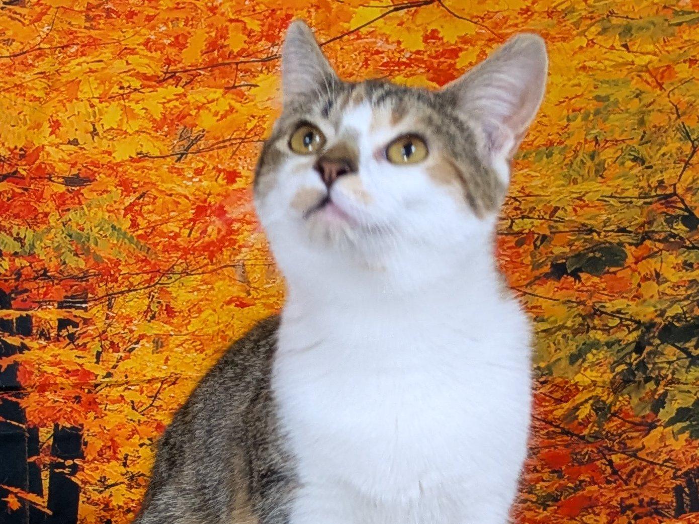 Enlarge Joplin, a Adoptable mixed breed in Republic, WA image 2/6