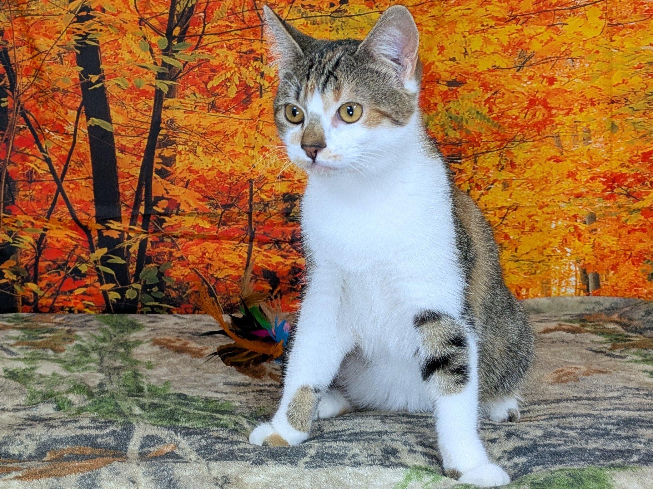 Joplin, an adoptable Tabby, Calico in Republic, WA, 99166 | Photo Image 3