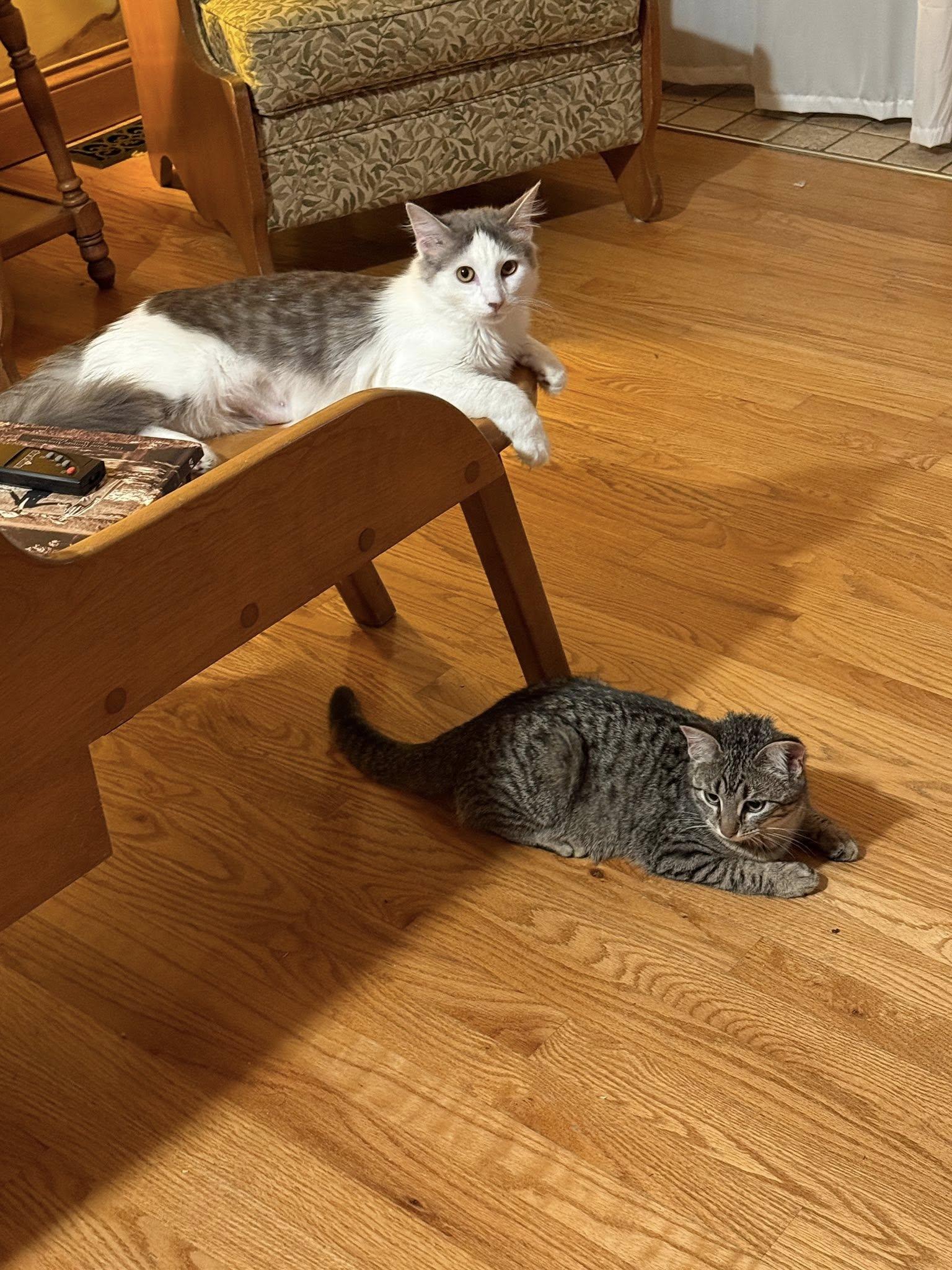 Enlarge Prince William, a ADOPTABLE Tabby in Belleville, IL image 4/5