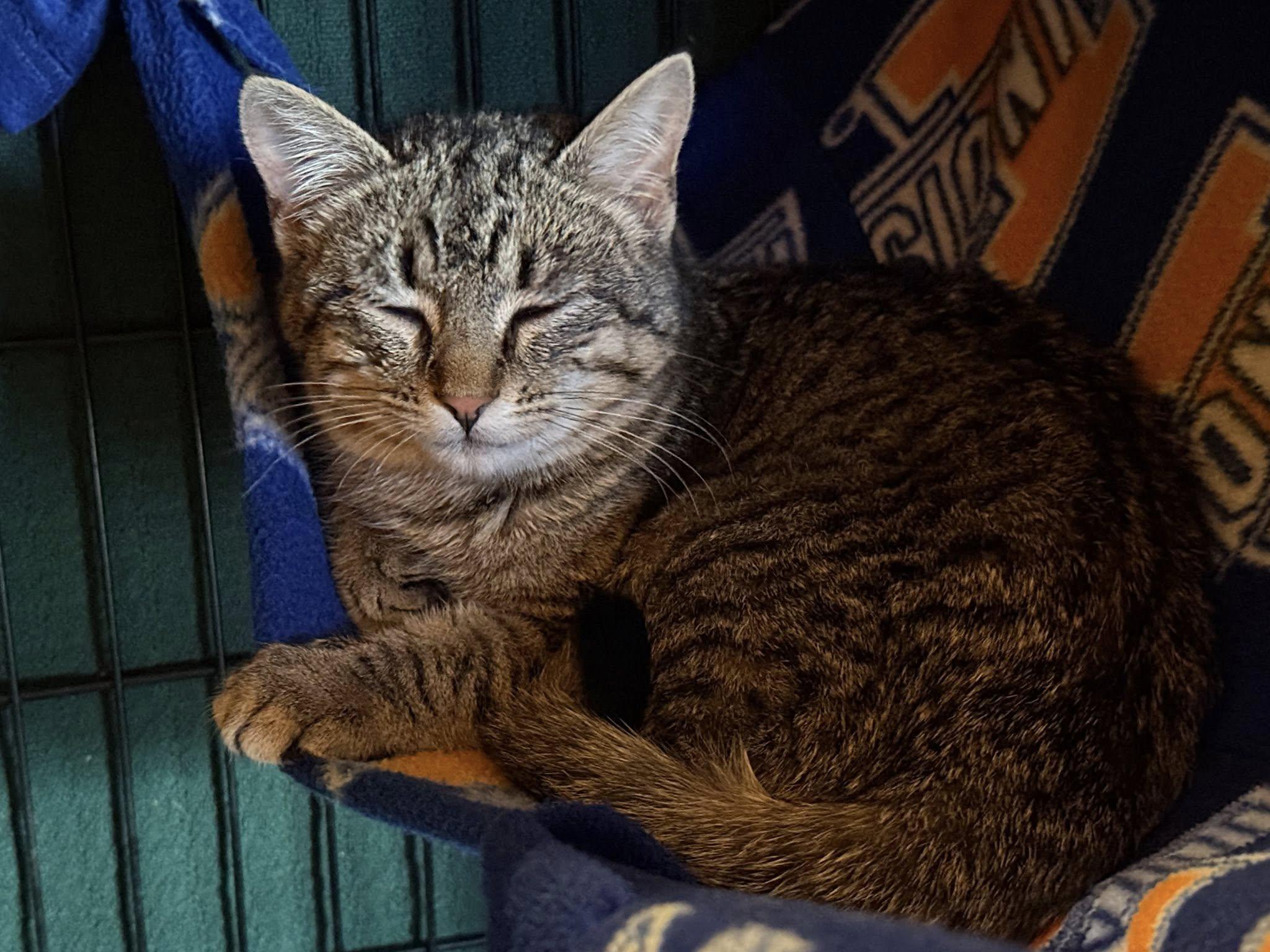 Enlarge Prince William, a ADOPTABLE Tabby in Belleville, IL image 3/5