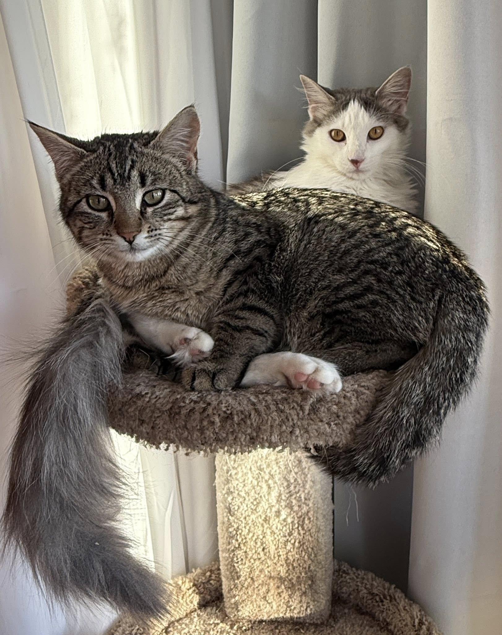 Enlarge Prince William, a ADOPTABLE Tabby in Belleville, IL image 5/5