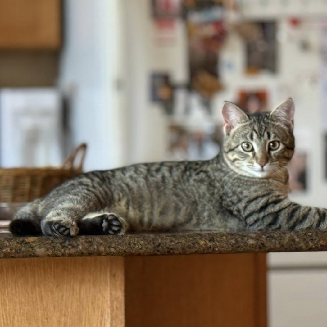 Prince William, ADOPTABLE, Kitten Male Tabby.