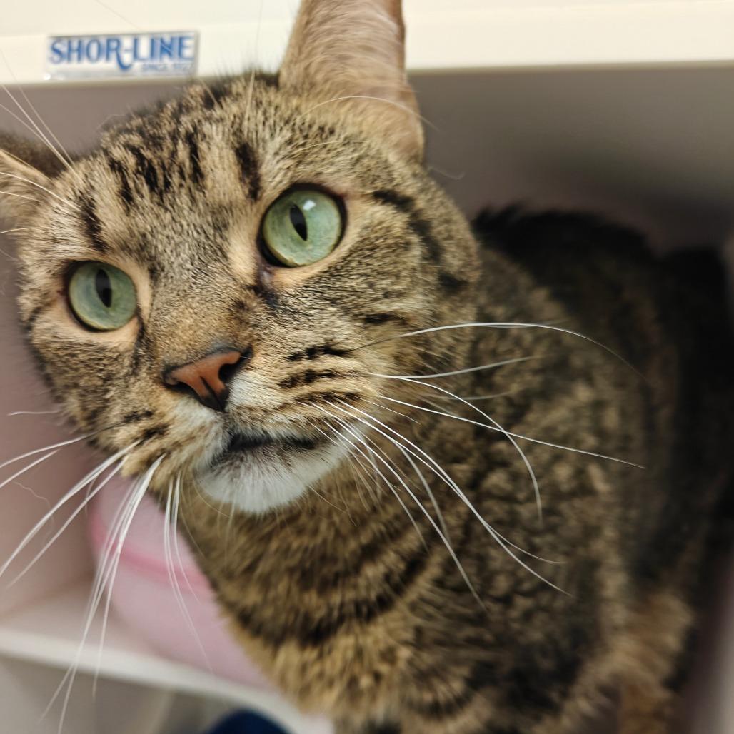 Enlarge Mr. Bean, a Adoptable Domestic Short Hair in Cumming, GA image 2/6