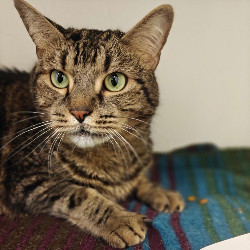 Enlarge Mr. Bean, a Adoptable Domestic Short Hair in Cumming, GA image 3/6