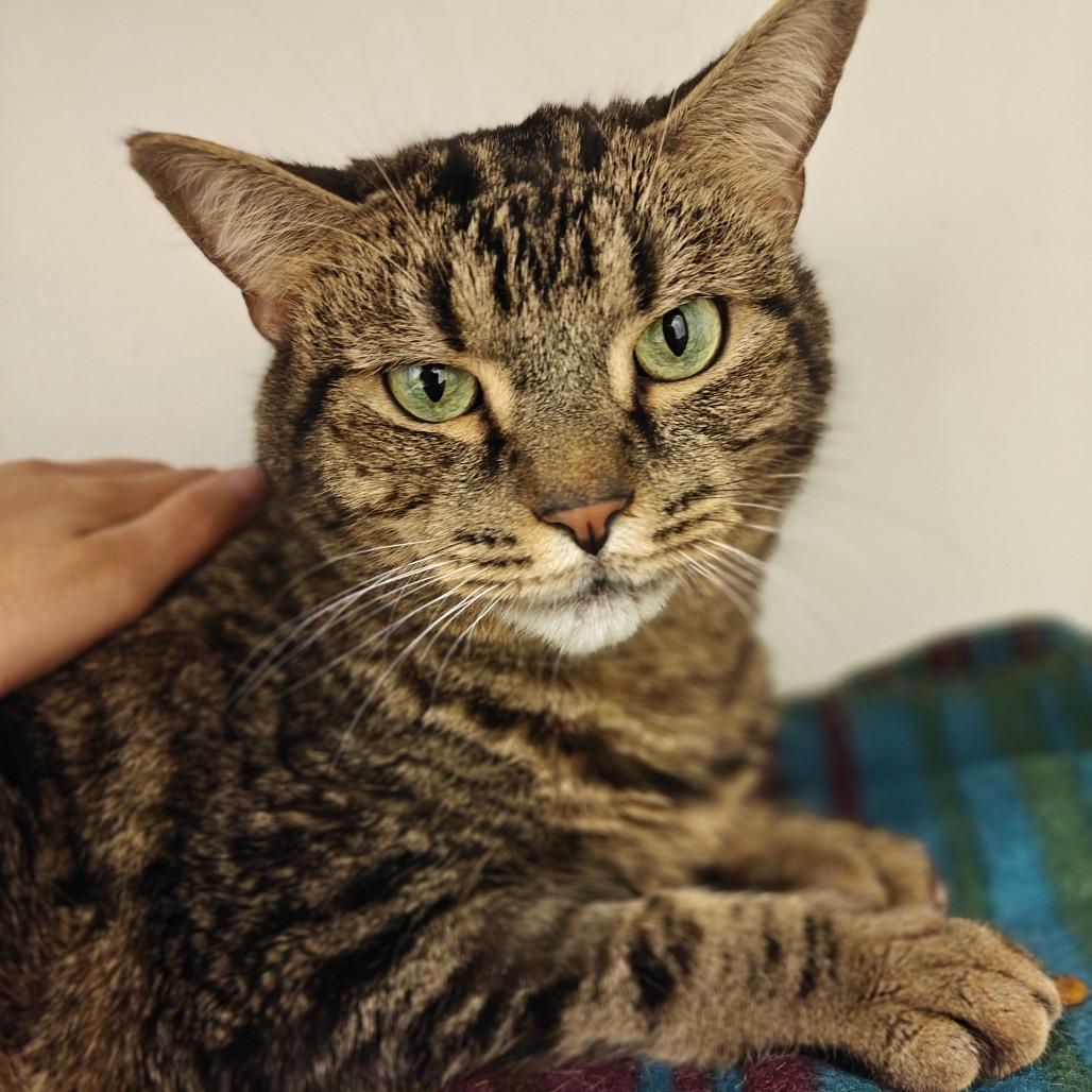 Enlarge Mr. Bean, a Adoptable Domestic Short Hair in Cumming, GA image 4/6