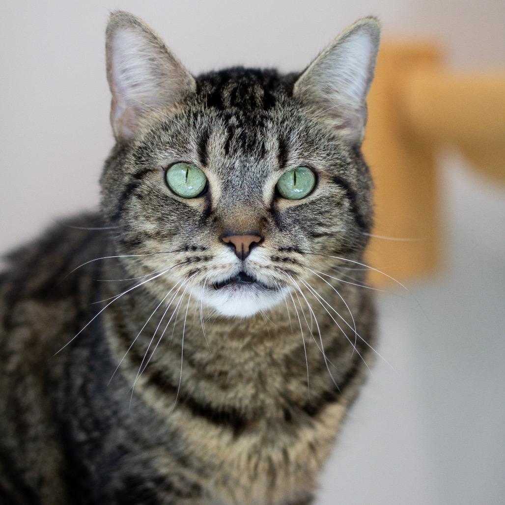 Enlarge Mr. Bean, a Adoptable Domestic Short Hair in Cumming, GA image 5/6