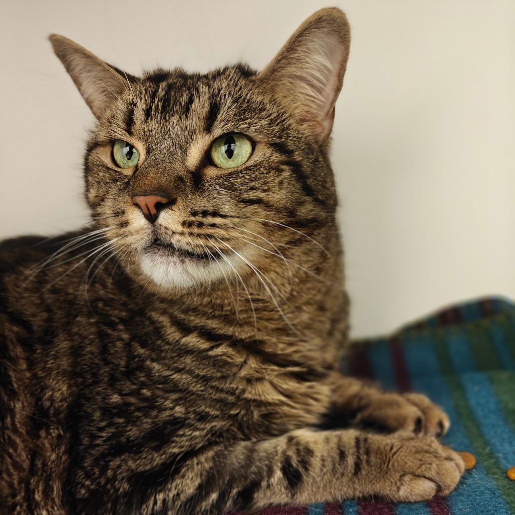 Enlarge Mr. Bean, a Adoptable Domestic Short Hair in Cumming, GA image 6/6