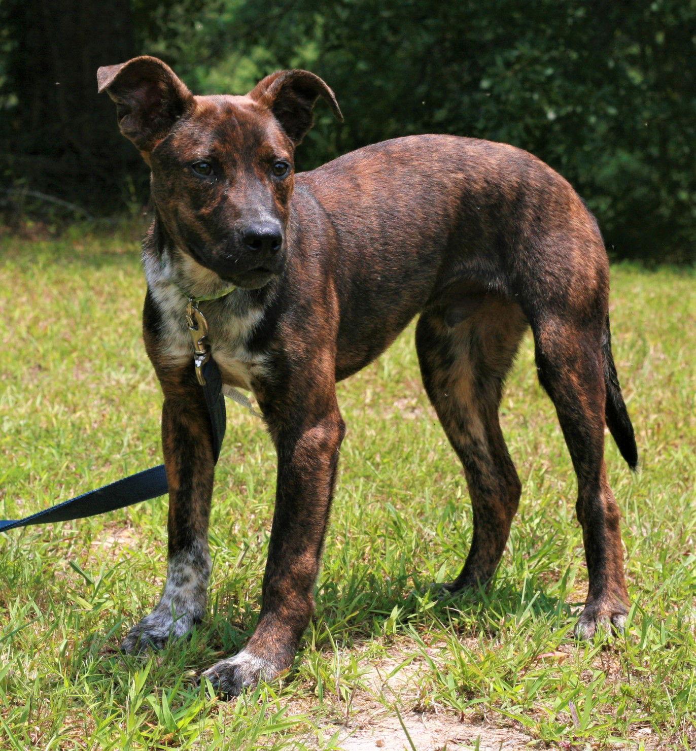 John Boy, a Adoptable mixed breed in Attalla, AL image 1/3