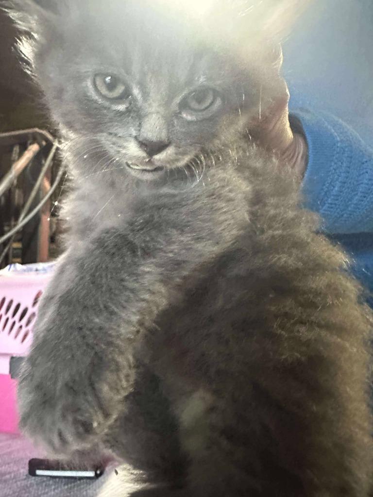 Hissy, Adoptable, Kitten Male Domestic Medium Hair.