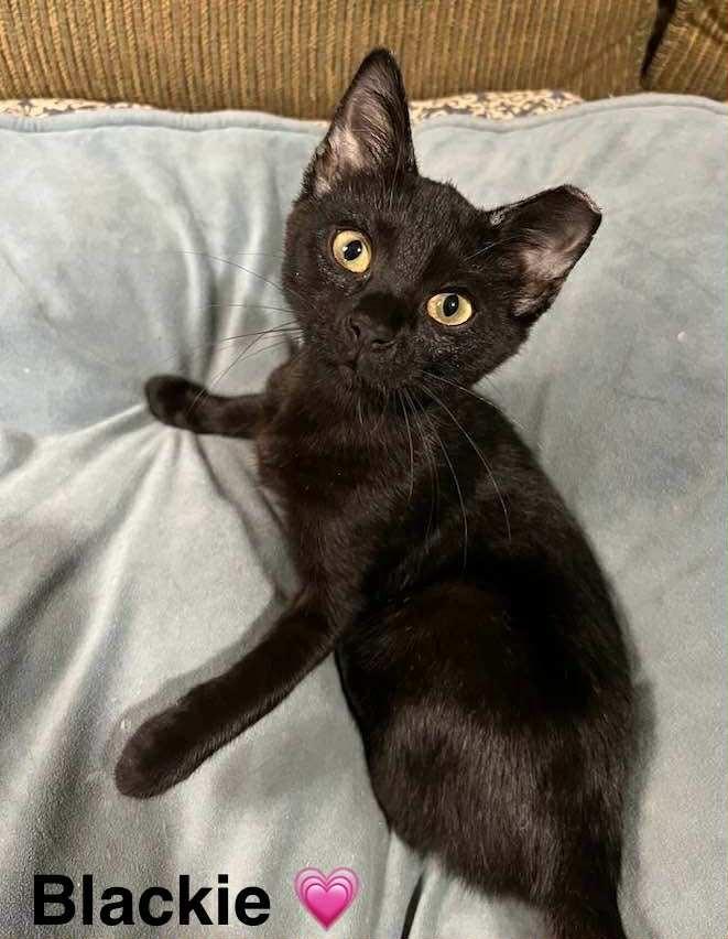 Enlarge Blackie, an adoptable Domestic Short Hair in Beckley, WV image 1/1