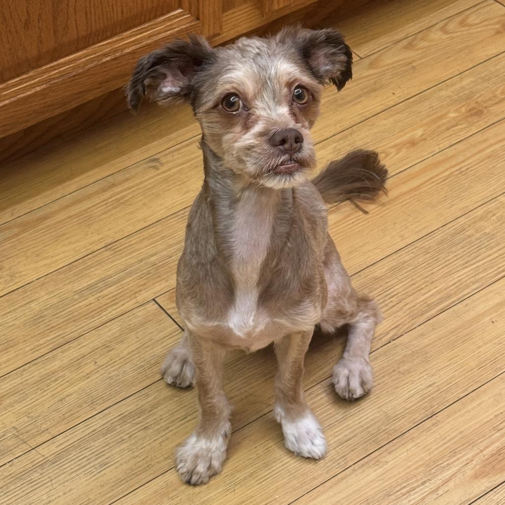 AJ, Adoptable, Adult Male Poodle & Mixed Breed.