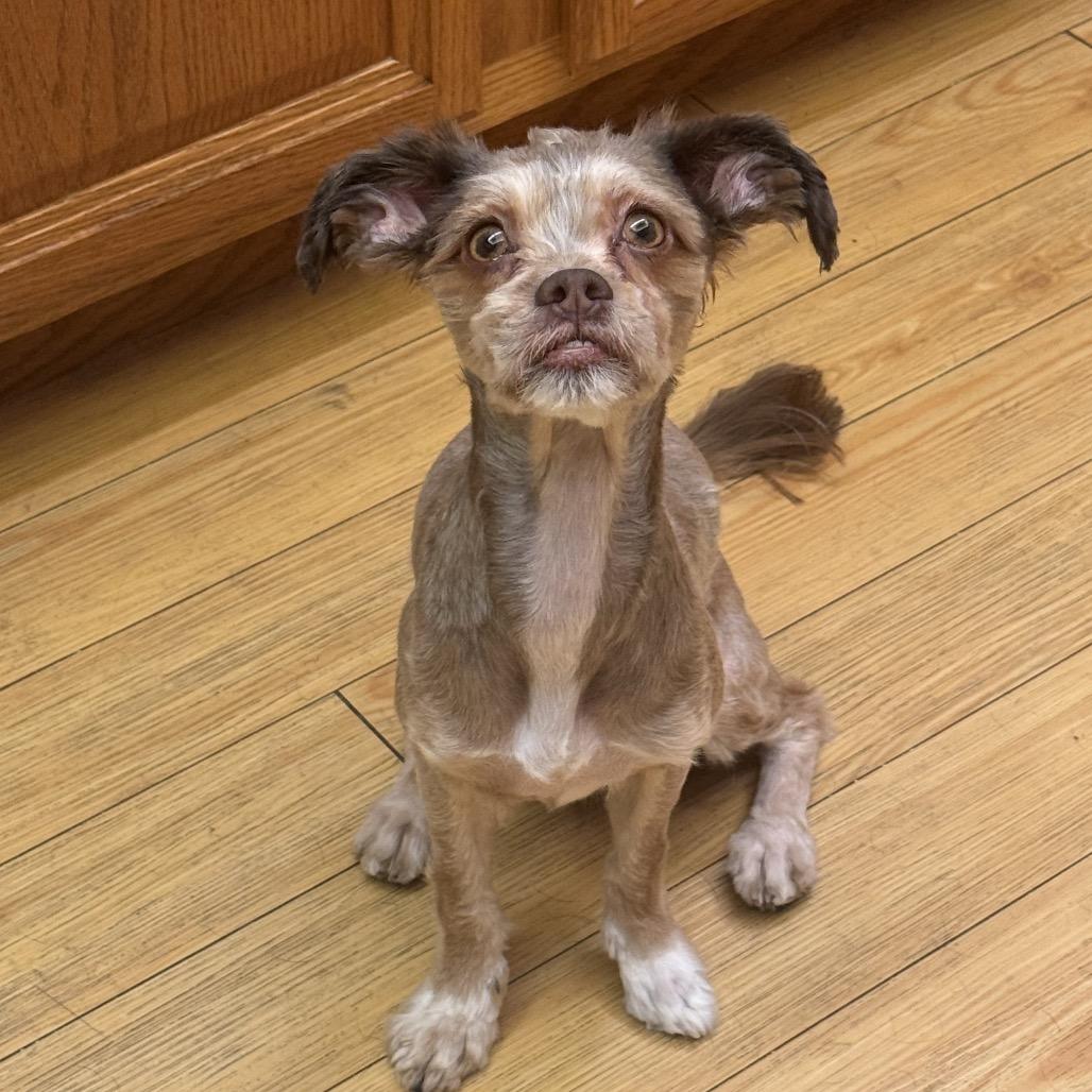 Enlarge AJ, a Adoptable mixed breed in Las Vegas, NV image 5/5