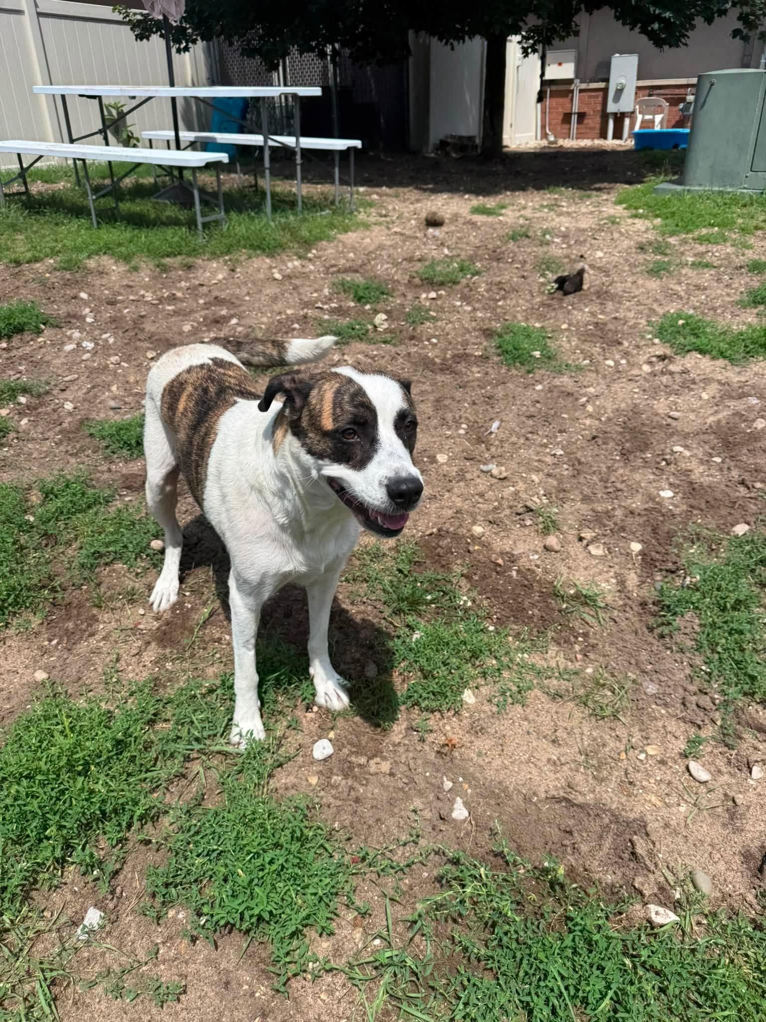 Piper, a ADOPTABLE mixed breed in Bellaire, MI image 1/2