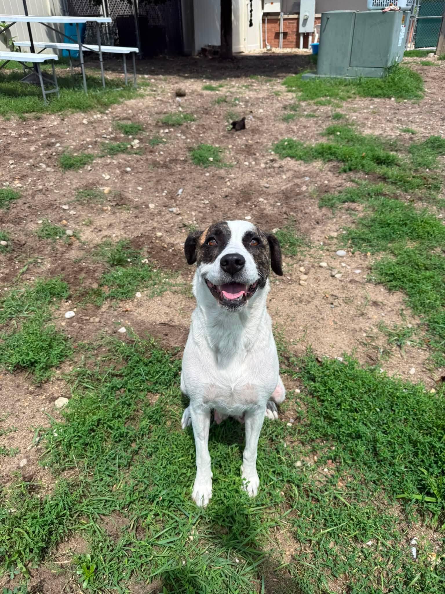 Piper, a ADOPTABLE mixed breed in Bellaire, MI image 2/2